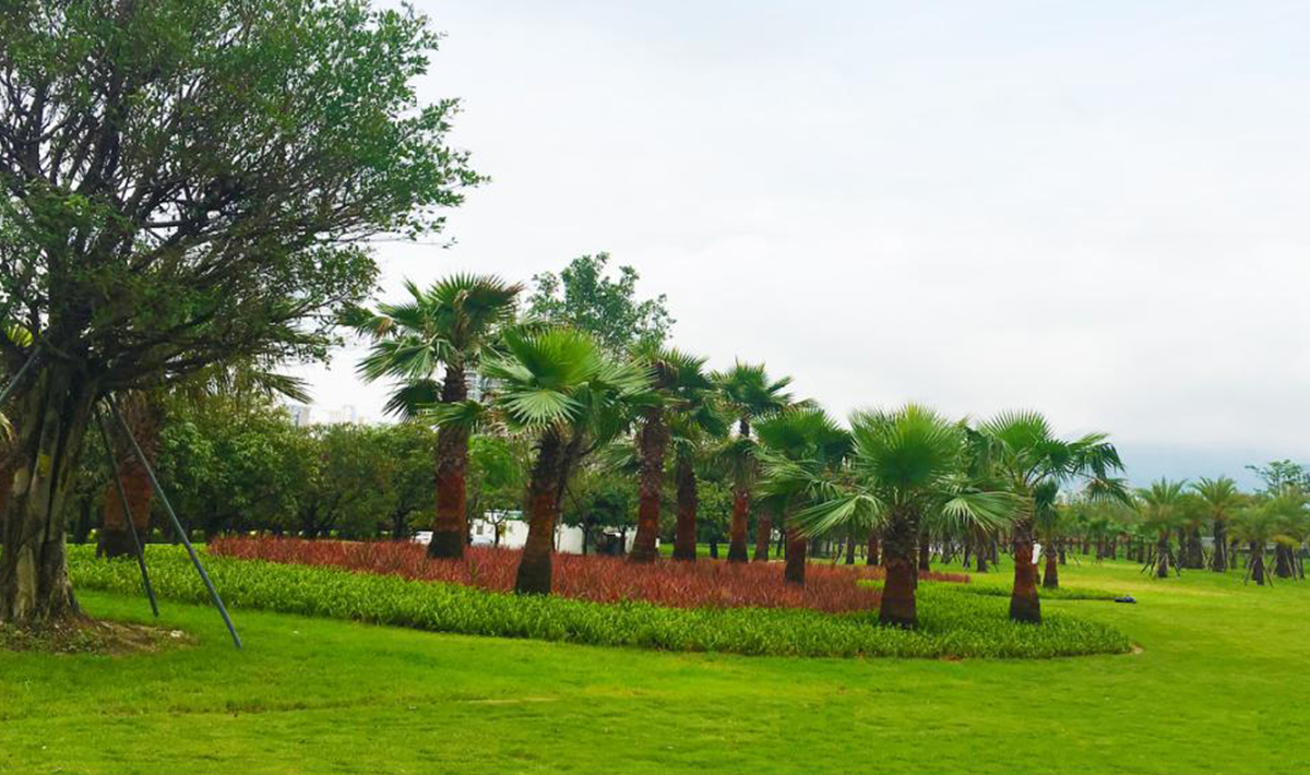 绿化养护 绿化养护